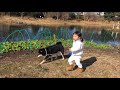 わんわんとお散歩 shibainu