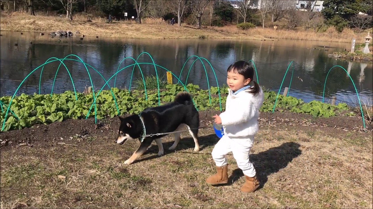 わんわんとお散歩 shibainu