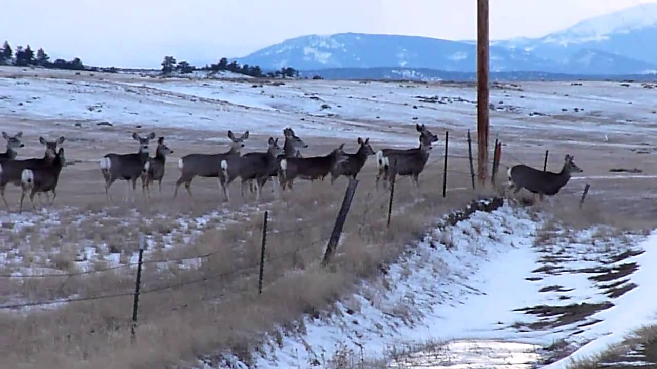 Wild Deer Jumping Fence Or Not