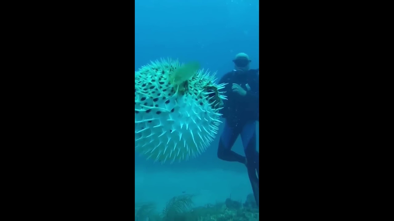 NEVER Put Your FINGER In A PufferFish Shorts