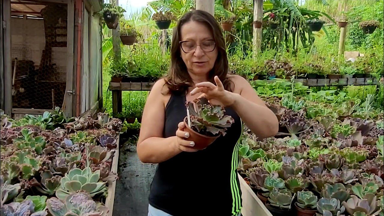 Primeira Venda de 2026 |Mudas Enraizadas e Cortes