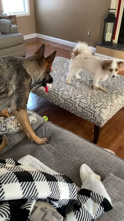 THE USUAL AROUND HERE 😂