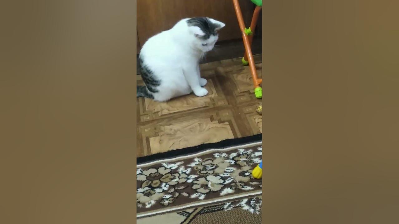 #кот #кошки #рекомендации #животные для Доната 🐈на молоко 🙏 ...