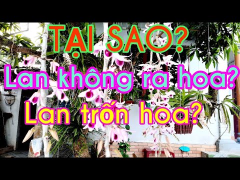 TẠI SAO? : Lan trốn hoa, lan không hoa ? 8 lý do lan không hoa! | Foci