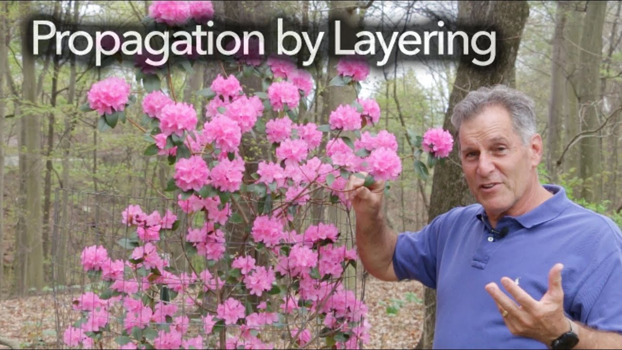 Propagation by Layering of Rhododendron and Azalea