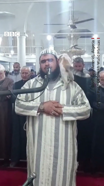 A live broadcast caught the moment a cat jumped on an imam leading Ramadan prayers #BBCNews