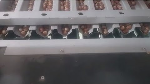 Hazelnut Shell Calibration and Cracking Machine | NUT-GR 250-500