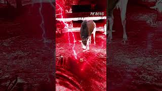 ❤️Salem kangayam bull 😎 #eruthattam #trendingshorts #salem #kangeyam #cow #bull