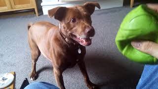 Hector And His Sprout