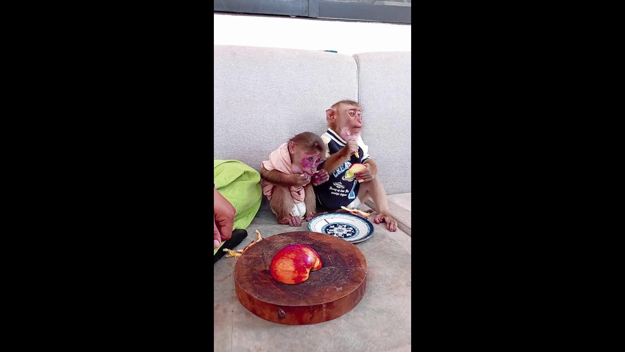 Mom cut fruit for little monkey eat 