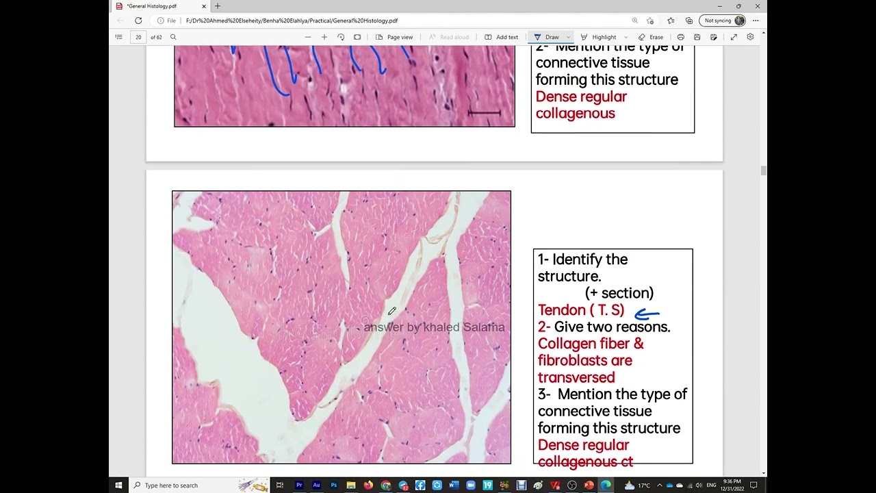 practical Histology | connective tissue