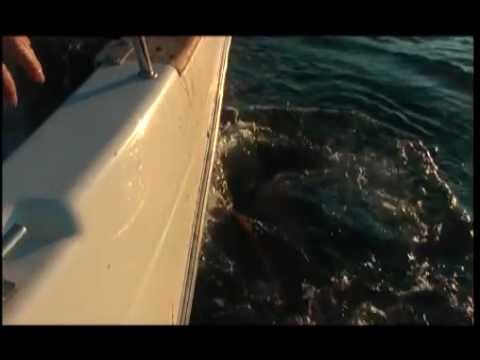 ловля лосося в баренцевом море
