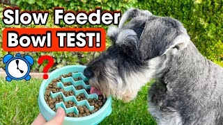 Schnauzer Tests Slow Feeder Dog Bowl—Does it REALLY Work? by Scotty the Schnauzer 3,840 views 1 year ago 4 minutes, 3 seconds