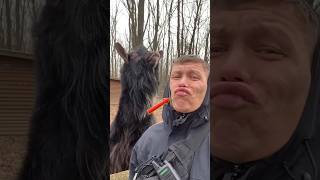 Top Rated Funny Animal Clips For Your Enjoyment #shorts