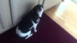 Dissing your dog volume 1