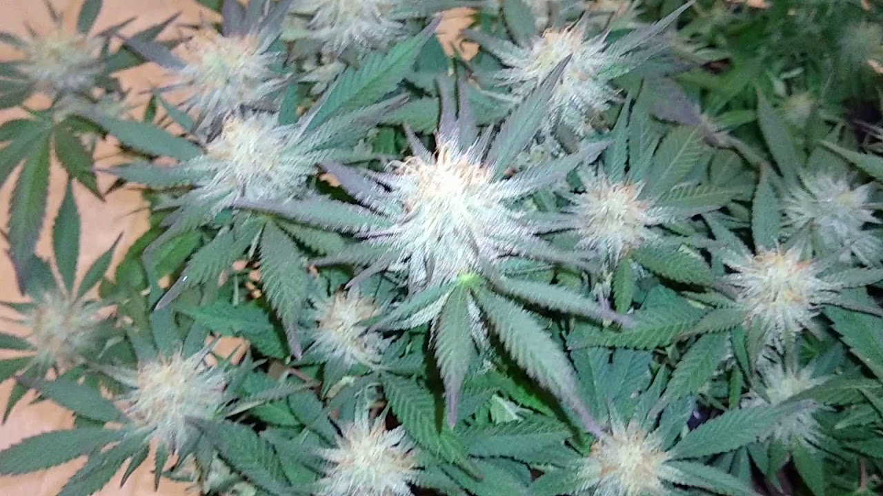 Jackberry Week 7 - Moving Forward - Almost Harvest Time