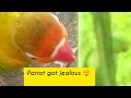 “Love is a Language of Trust–Even if Your Lovebird is a Little Jealous💚🐦#LovebirdBondingJealousbird"