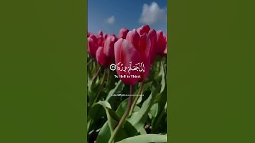 قران كريم/ سورة مريم / عبدالرحمن مسعد/ حالات واتس/ ستوري إنستغرام #عبدالرحمن_مسعد