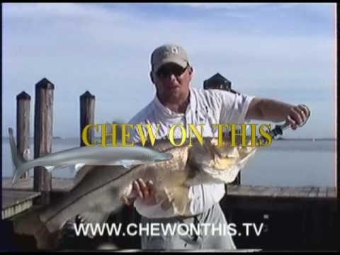 Monster Snook eats Ladyfish! Ft. Myers Florida Fishing Charters Trips Tours
