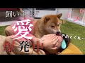 【衝撃映像】一度スイッチが入ったら止まらない、飼い主への愛情表現【柴犬】
