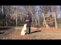 Winston Salem Dog Training | American Bulldog Puppy Training - Two Jay