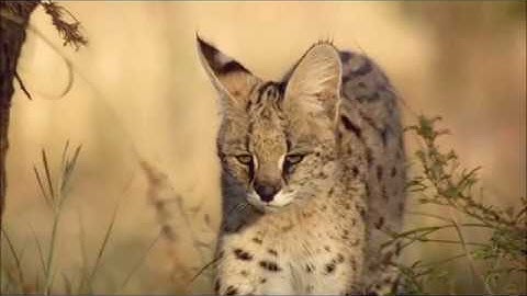 The wild Cats - Best attacks on Python Snake and Leopard