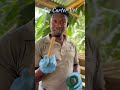 Before And After Goat Leg Bandage Shorts Veterinary Goats Before And After Goat Leg Bandage Shorts Veterinary Goats