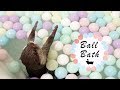 カワウソ コタロー　びっくり！ボールいっぱいのお風呂　Kotaro the Otter Surprised with Ball Bath