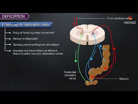 Defecation Reflex pathway animation - Gastrointestinal physiology
