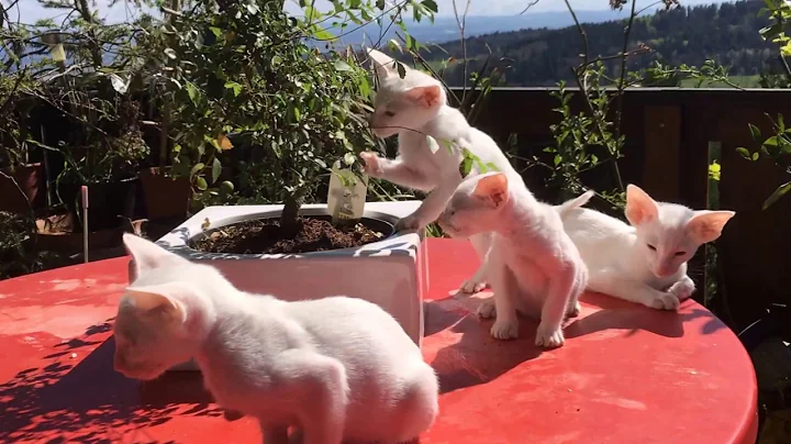 Video 981481: happy siamese, silver cattery, cfa, litter