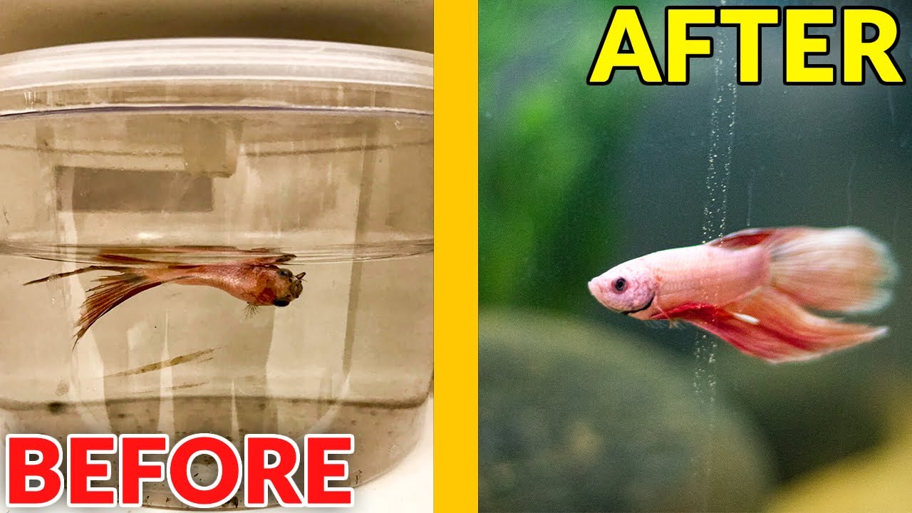 saving a betta fish