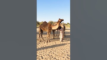 Camel 🐪 video camel testing program #shorts