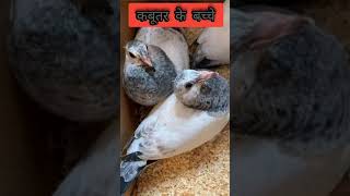 pigeon photo video | pigeon photo box | kabutar ki photo