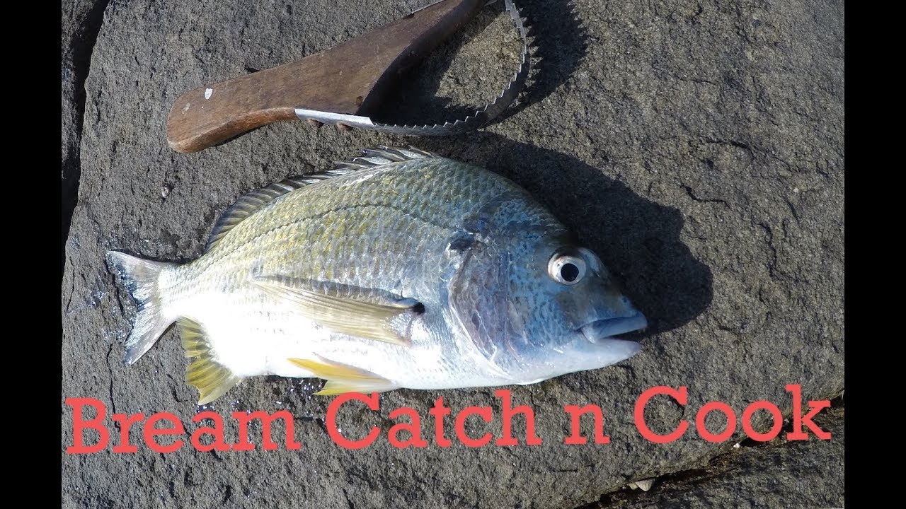 Bream Catch n Cook Rock Fishing Yamba TFF YouTube