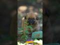 Just a tiny explorer discovering the big world. #CutePuppy #PuppyLife Nature#puppy in nature