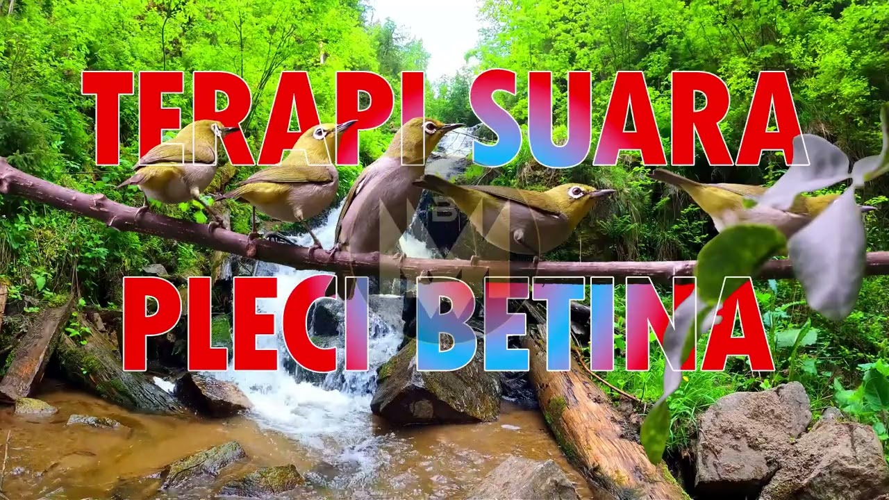 🔥 Suara Pleci Betina Ampuh Bikin Pleci Jantan Ngriwik dan Berkicau Nonstop! 🔥 #suaraplecibetina