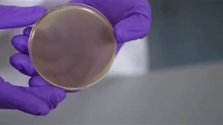Behind the Scenes | Pre-Poured Plate Manufacturing