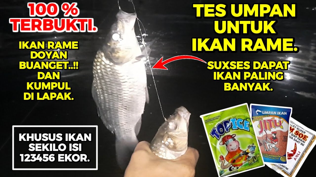 Ngerih sekali..!! Racikan umpan ikan mas dadakan paling kejam. 100 % gacor.