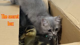 What a surprise!The kitten found the duckling hiding in a cardboard box.Cute animal video