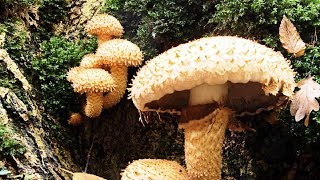 🍄Чешуйчатка чешуйчатая галлюциногенный гриб?