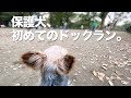 犬好きの保護犬が、始めてドックランに行った日【Day64】