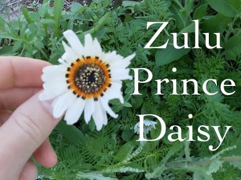 ቪዲዮ: Zulu Prince Daisy Plant - የዙሉ ልዑል አፍሪካዊ ዴዚን እንዴት መንከባከብ እንደሚቻል