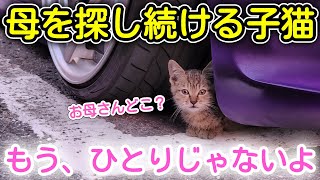 ひとりぼっちの捨てられた子猫を保護