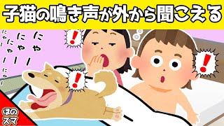 【2chほのぼの】夜中に子猫の鳴き声が聞こえて、娘と愛犬と見に行った結果www