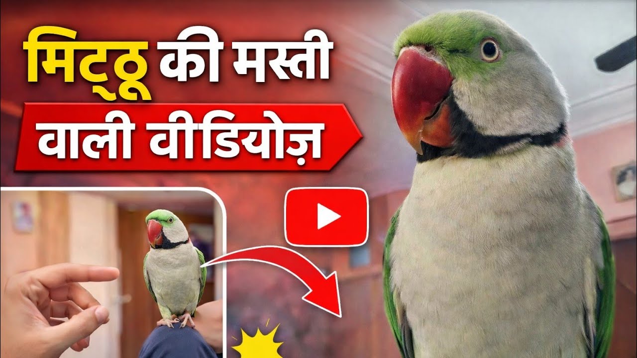 Dekhiye Mithu ka khana khane ka pyara andaaz #parrot #birds #video 