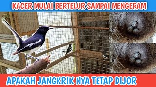 PEMBERIAN EF DAN MANDI YANG BENAR SAAT KACER MULAI BERTELUR SAMPAI MENGERAM