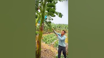 banana harvest with long cutting tool #shorts