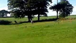 Practising xc Bramble and Lily