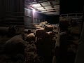 ☘️🇮🇪LIVE: Irish Farm Sheep | Relaxing Countryside Sounds 🇮🇪🐑