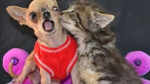 Watch the video about Dogs and Cats funny videos Compilation